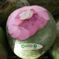 Gambar DEGAN IJO/DEGAN SABUT MERAH/DEGAN OBAT/KELAPA WULUNG dari IDA BUAH undefined 1 Tokopedia