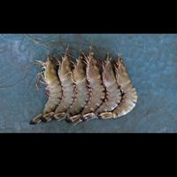 Gambar udang windu 1kg dari cahaya laut mandirii undefined 1 Tokopedia