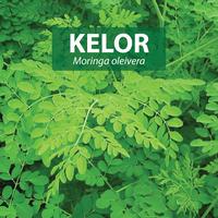 Gambar DAUN KELOR 100 Kapsul Herbal Anti Oksidan Alami Kemasan Hemat dari Berkah GreenShop undefined 4 Tokopedia