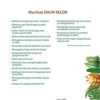 Gambar DAUN KELOR 100 Kapsul Herbal Anti Oksidan Alami Kemasan Hemat dari Berkah GreenShop undefined 3 Tokopedia