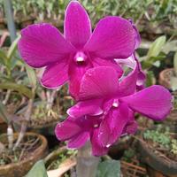 Gambar tanaman hias anggrek Dendrobium ungu sudah berkembang dari Abizar bacil undefined 2 Tokopedia