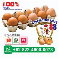 Gambar Telor Ayam Negeri Fresh per 4kg ( wajib gojek dan grab ) dari Gudang Telor Fresh 88 undefined 5 Tokopedia