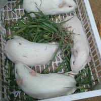 Gambar Guinea Pig Marmut Albino Lokal Penelitian dari Taufik Rat and Mice undefined 1 Tokopedia