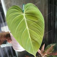 Gambar Tanaman Hias Philodendron Glorious Tunas Siap Mekar dari Toko Hobipedia undefined 1 Tokopedia