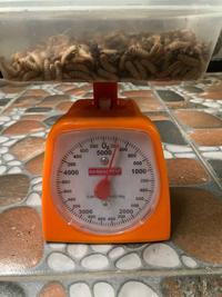 Gambar Maggot bsf fresh hidup 200gr dari Ringga Local Store undefined 4 Tokopedia