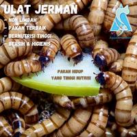 Gambar Ulat Jerman / Ulat German Hidup Berkualitas Meal Worm Ulet Jerman - 50gr dari Kiddies World undefined 1 Tokopedia