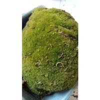 Gambar Kebun Kaliandra - Lumut Hidup cacah 1 kg dari Kaliandra 2 undefined 1 Tokopedia