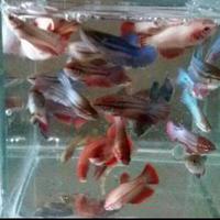 Gambar Cupang umpan pancing dan pakan ikan predator isi 10 ekor dari Toko Khansa Lele 1 undefined 1 Tokopedia