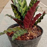 Gambar calathea bulu ayam tanaman dari Warung tanaman hias Pak Aceng undefined 3 Tokopedia