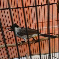 Gambar Burung Kutilang/Cangkurileung Rajin Bunyi Sudah Makan Pur dari Animal farm undefined 1 Tokopedia
