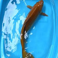 Gambar koi chagoi tembaga 50cm jumbo dari Ashraf Koi Bekasi undefined 2 Tokopedia