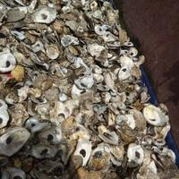 Gambar Cangkang Kerang Oyster Shell Media Filter Kolam Koi Kulit Kerang 10 kg - 8kg dari Hoshi Marine undefined 4 Tokopedia