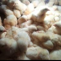 Gambar bibit ayam boiler doc super 1 bulan siap potong - 7 hari dari Quenmedika undefined 2 Tokopedia
