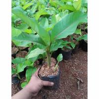 Gambar Tanaman Hias Pisang Bali Pohon Pisang Bali dari Daffi Landscape undefined 2 Tokopedia