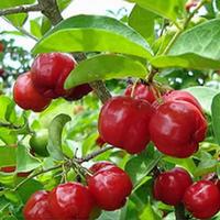 Gambar Bibit Tanaman Buah Cherry Vietnam Hasil Cangkok & Stek Batang Cepat Berbuah dari Brilian bibit tanaman undefined 1 Tokopedia