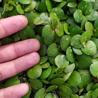 Gambar amazon frogbit tanaman apung aquascape, ukuran mika jumbo. dari AQUARINDU FARM undefined 2 Tokopedia