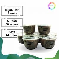 Gambar Kit Mini Microgreen Mudah Ditanam Cepat Panen dari blueviolet WINDFLOWER undefined 1 Tokopedia