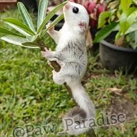 Gambar joey wf plat het leu platinum leucistic betina sugar glider jinak sg dari Paw Paradise undefined 4 Tokopedia
