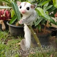 Gambar joey wf plat het leu platinum leucistic betina sugar glider jinak sg dari Paw Paradise undefined 5 Tokopedia