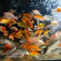 Gambar IKAN HIAS IKAN MAS SIZE SEDANG PAKAN IKAN PREDATOR dari Mars Aquatics undefined 3 Tokopedia