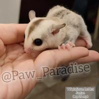 Gambar joey wf plat het leu platinum leucistic betina sugar glider jinak sg dari Paw Paradise undefined 2 Tokopedia