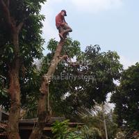 Gambar TUKANG TEBANG POHON DEPOK dari ECHA EARLY STORY undefined 3 Tokopedia