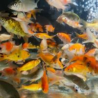 Gambar IKAN HIAS IKAN MAS SIZE SEDANG PAKAN IKAN PREDATOR dari Mars Aquatics undefined 5 Tokopedia