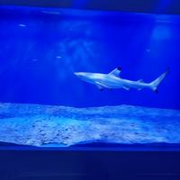 Gambar ikan hiu blacktip shark | Ikan hiu air laut | Ikan hiu Hidup dari Rizky Plant Aquatic undefined 1 Tokopedia