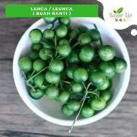 Gambar Lenca / Leunca Hijau 100 Gram Fresh Sayur Segar Buah Ranti dari Sayur Ijo Jakarta undefined 1 Tokopedia
