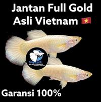 Gambar Guppy Jantan Full Gold Vietnam Asli dari Guppy24 undefined 1 Tokopedia