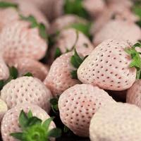 Gambar 1 Bibit / Benih / Seeds White Alpine Strawberry Stroberi Putih dari amefurashi undefined 4 Tokopedia