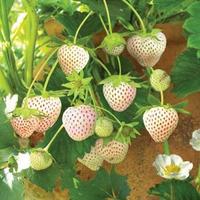 Gambar 1 Bibit / Benih / Seeds White Alpine Strawberry Stroberi Putih dari amefurashi undefined 1 Tokopedia