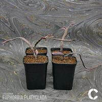 Gambar Euphorbia Platyclada - C dari JOGJAGURUN undefined 3 Tokopedia