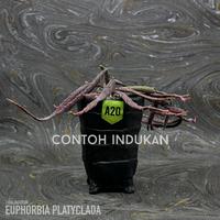 Gambar Euphorbia Platyclada - C dari JOGJAGURUN undefined 4 Tokopedia