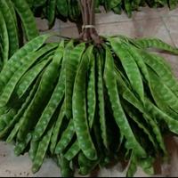 Gambar petai / pete (harga @1 lonjor) dari sayur-an undefined 2 Tokopedia