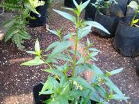 Gambar Tanaman Sambiloto Andrographis Paniculata Herbal dari Gardin Family undefined 3 Tokopedia