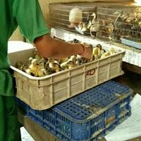 Gambar Dod Bebek Hibrida / Anakan Bebek / Bebek Hibrida / Bebek Peking dari Chilles Store undefined 3 Tokopedia