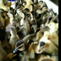 Gambar Dod Bebek Hibrida / Anakan Bebek / Bebek Hibrida / Bebek Peking dari Chilles Store undefined 5 Tokopedia
