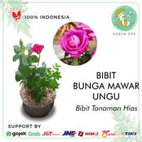 Gambar Tanaman Hias Bunga Mawar Ungu Wangi Kondisi Sudah Berbunga dari Kebun Opa undefined 1 Tokopedia
