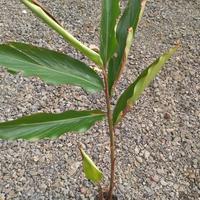 Gambar Bibit Pohon Kecombrang - Tanaman Honje Lalapan Bunga Bahan Pecel dari HASBIFLORIST undefined 2 Tokopedia