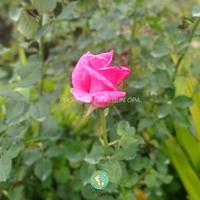 Gambar Tanaman Hias Bunga Mawar Ungu Wangi Kondisi Sudah Berbunga dari Kebun Opa undefined 3 Tokopedia