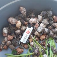Gambar kelomang/umang kecil sesuai poto harga per 1 kg dari akbarfarm undefined 4 Tokopedia
