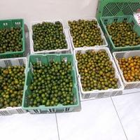 Gambar Jeruk sonkit/Jeruk kunci / Lemon Cui / Jeruk Peras / Jeruk Bangka / Je - 1000gr dari elnarrashop undefined 1 Tokopedia