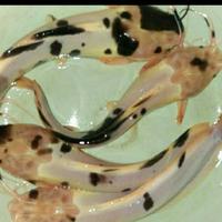 Gambar bibit lele albino 10 ekor ukuran 5-8cm dari BERKAH FISH KOI 24 undefined 1 Tokopedia