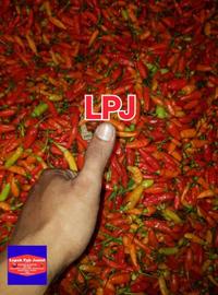 Gambar Cabai RAWIT MERAH - 250 Gram - LPJ dari Lapak Pak Jamal undefined 1 Tokopedia