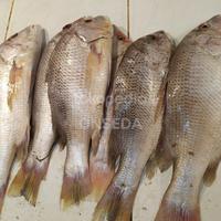 Gambar Ikan Kakap Putih Segar 1kg dari ONSEDA undefined 1 Tokopedia