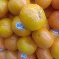 Gambar JERUK AFOURER AUSTRALIA FRESH dari KIOS BUAH SEGAR OFFICIAL undefined 1 Tokopedia