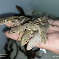 Gambar cicak pakan hidup dari bralingexoticpets undefined 4 Tokopedia