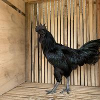 Gambar Ayam cemani jantan 5 bulan dari Mampang Farm undefined 2 Tokopedia