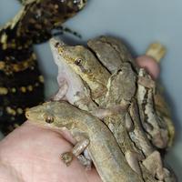 Gambar cicak pakan hidup dari bralingexoticpets undefined 3 Tokopedia